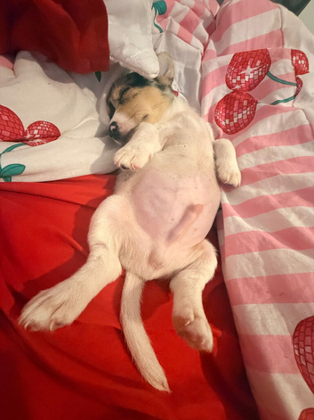 Male puppy Chihauah x Jack 8 weeks old READY