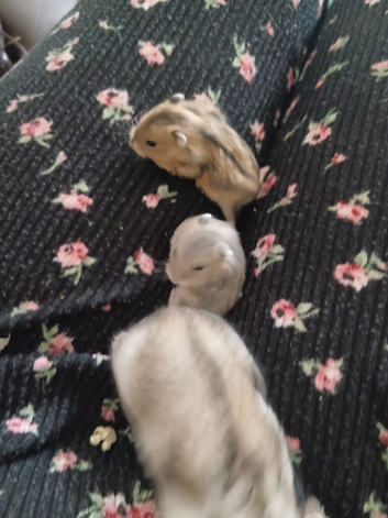 2 baby russian dwarf hammys for sale
