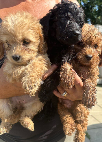 4 Little Boy Cockapoos