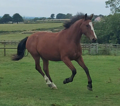 3 year old registered irish draught mare.