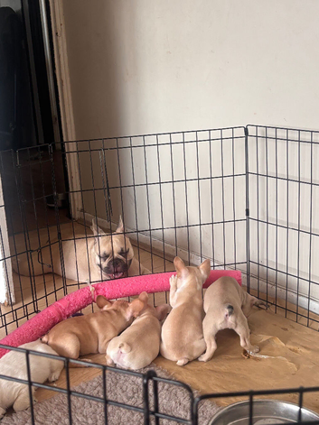 ONLY 1 LEFT NEED TO GO ASAP Beautiful French Bulldog Puppies - Ready for Their Forever Homes