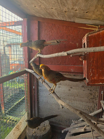 Golden Pheasants for sale