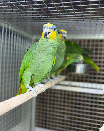 Amzon talking parrot
