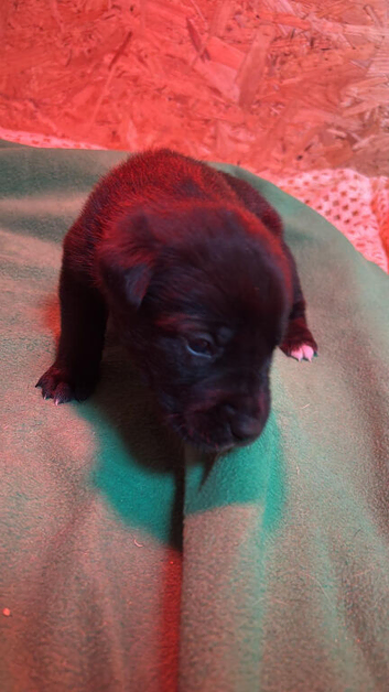 dutch shepherd puppies
