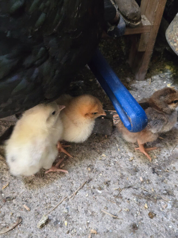 Chicks available  mix breed