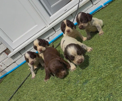 Cocker spaniel puppies