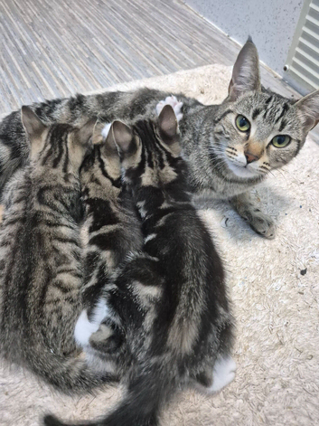 3 beautiful male kittens