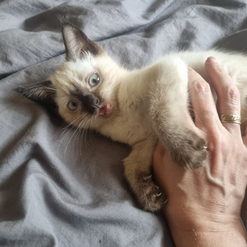 Sealpoint ragdoll