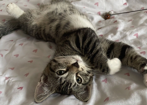Bengal/Tabby beautiful kittens
