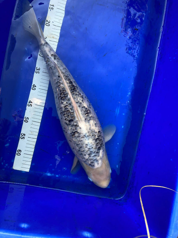 2 large koi