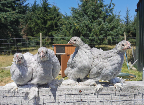 Lavender Pekin Bantam Pullets