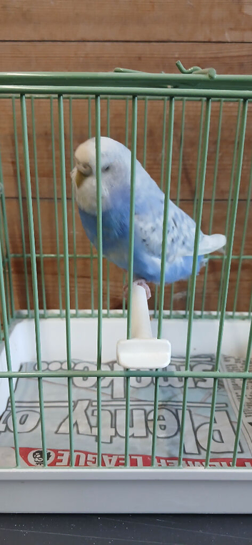Lovely female budgie