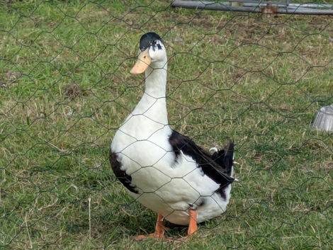 Cayuga pekin drake