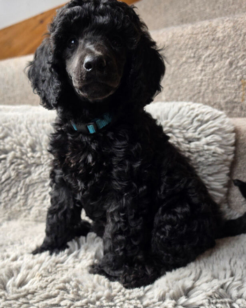 READY NOW! Exceptional Quality Moyen Poodles
