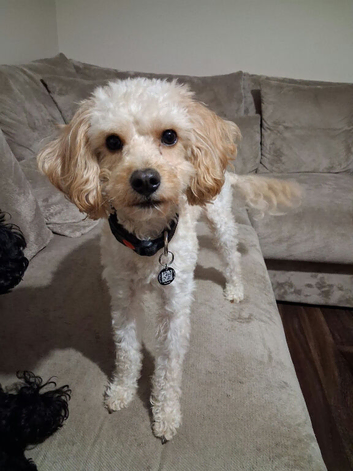 Cavapoo
