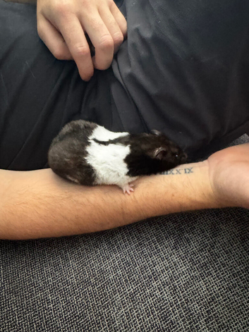 Male. Syrian hamster & full set up