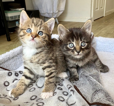 Two lovely female kittens looking for homes- ready 22/09