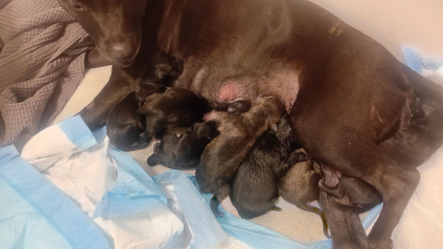 Staffordshire bull terrier puppies