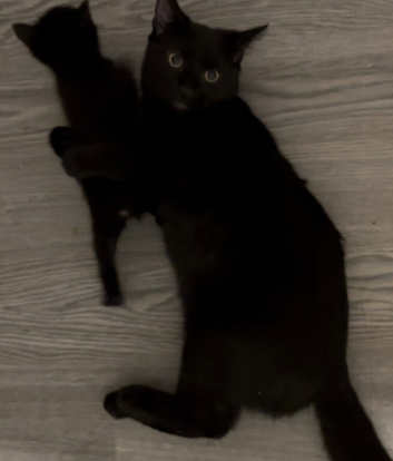 6 month cat for sale