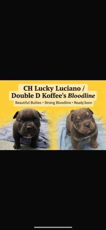 2 Beautiful American Pocket Bullys