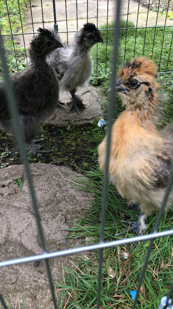 Silky chicks