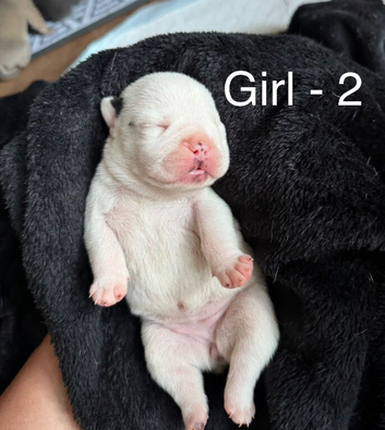 Stunning olde English x French Bulldog puppies
