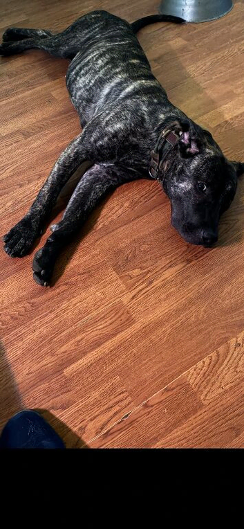 10 month old bitch