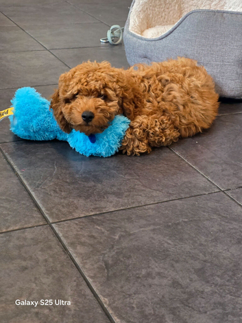 F1 Cockapoo pup 17 weeks