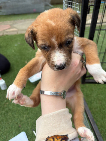 9 stunning puppy&rsquo;s ready