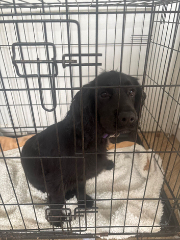 5month old black cocker spaniel girl