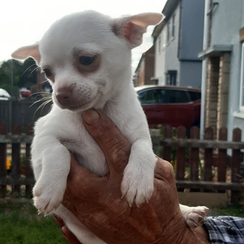 Male chihuahua