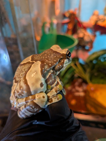 Lovely Milk Tree frogs adults