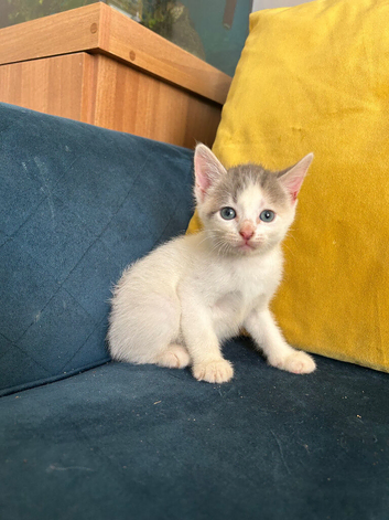 Beautiful sphynx cross kittens