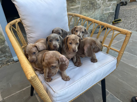 Beautiful Miniature Dachshund Puppies