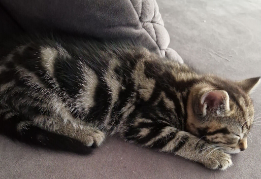 Tabby kittens