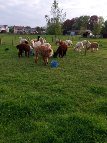 20 female Haucaya Alpacas for sale.