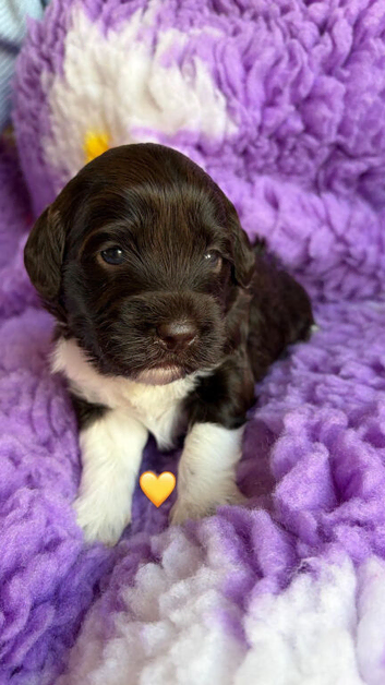 Australian Labradoodle Puppies