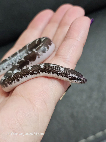 Baby kenyan sand boas