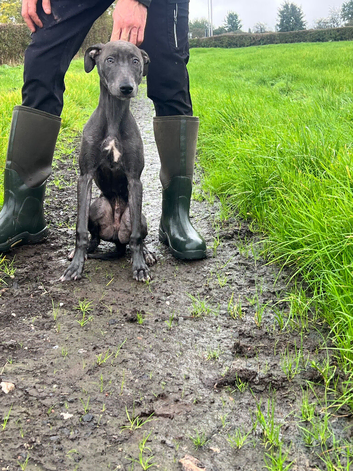 Saluki bull x whippet bull