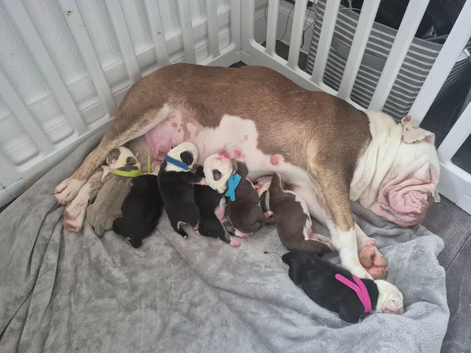 Old English Bulldog puppies