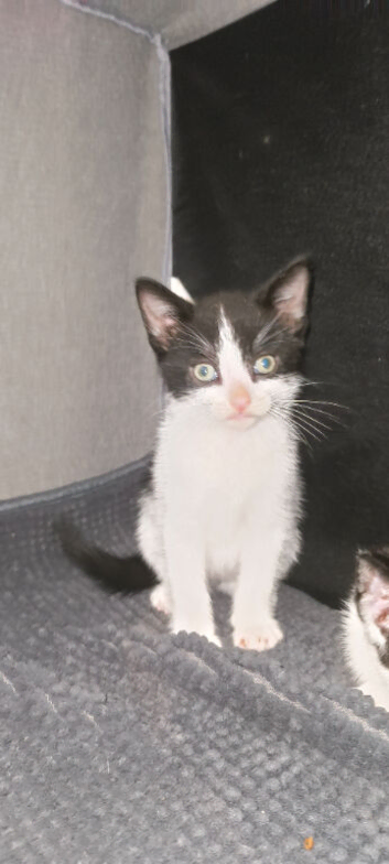 Kitten for sale