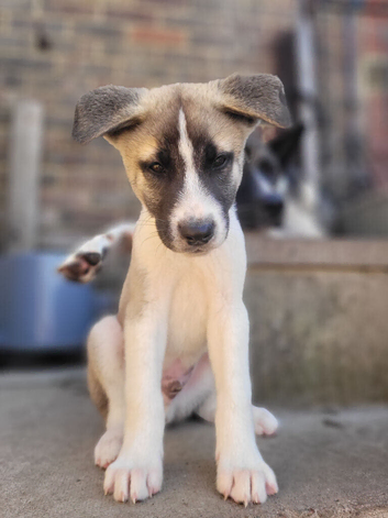 American akita pups ONLY 1 BOY LEFT