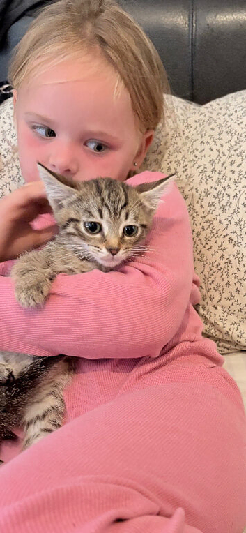 kittens available