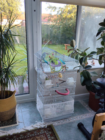 3 Budgies (1 year old) and a Cage