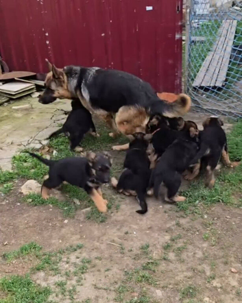 Full DNA Lineage German Shepherd Puppies