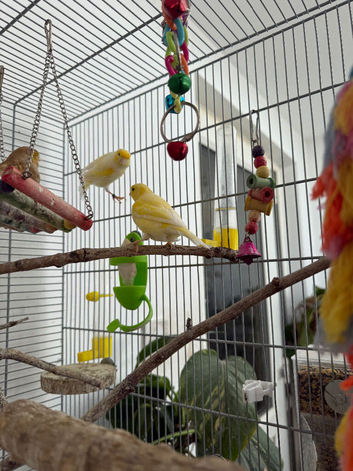 Cocks for rehoming