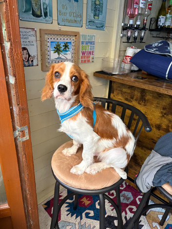 Blenheim 7 month old Cavalier King Charles