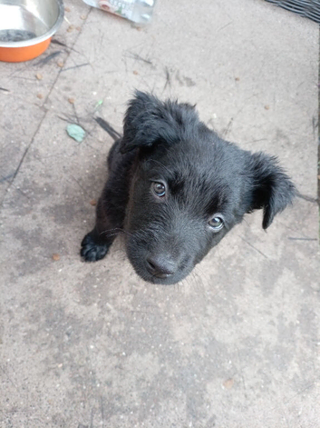 German Shepherd cross Belgian mali