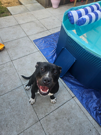 1 year old staffy