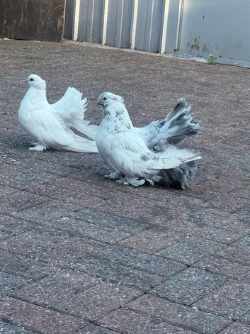 Fantail